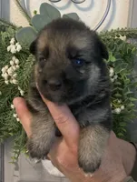 Greta, a female German Shepherd Dog for sale in Marshall, AR – 1 of 5