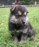 Westin, a male German Shepherd Dog for sale in Marshall, AR – 5 of 10