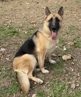 Major, a male German Shepherd Dog for sale in Marshall, AR – 4 of 5