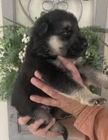 Major, a male German Shepherd Dog for sale in Marshall, AR – 2 of 5