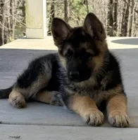 Major, a male German Shepherd Dog for sale in Marshall, AR – Photo 2 of 4