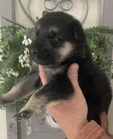Major, a male German Shepherd Dog for sale in Marshall, AR – 3 of 5