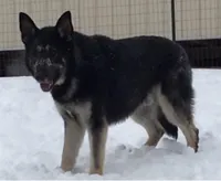 Major, a male German Shepherd Dog for sale in Marshall, AR – 5 of 5