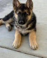 Major, a male German Shepherd Dog for sale in Marshall, AR – Photo 4 of 4