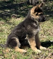 Major, a male German Shepherd Dog for sale in Marshall, AR – Photo 3 of 4