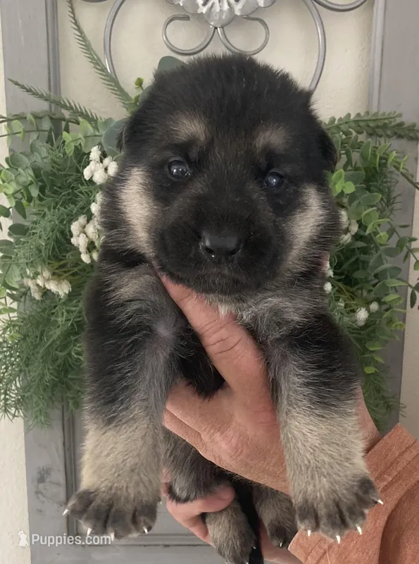 Major – German Shepherd Dog puppy for sale in Marshall, AR