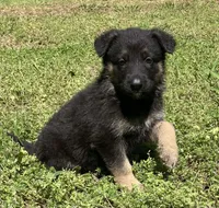 Xena, a female German Shepherd Dog for sale in Marshall, AR – Photo 6 of 8