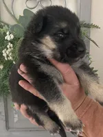 Athena, a female German Shepherd Dog for sale in Marshall, AR – Photo 3 of 6