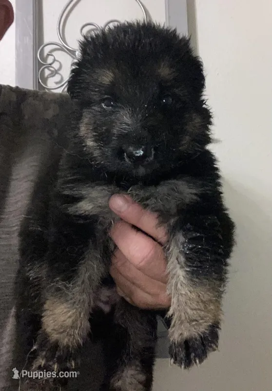 Athena – German Shepherd Dog puppy for sale in Marshall, AR