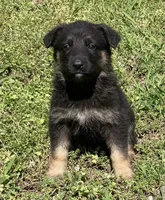 Xena, a female German Shepherd Dog for sale in Marshall, AR – Photo 4 of 8