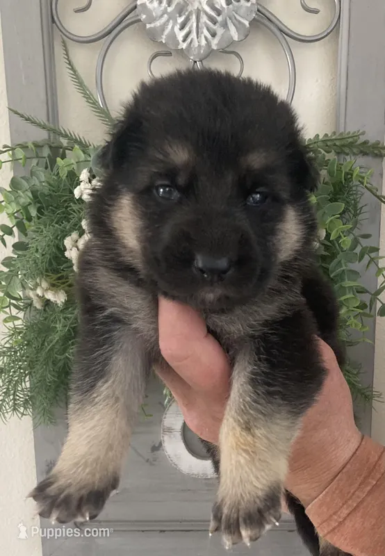 Athena – German Shepherd Dog puppy for sale in Marshall, AR