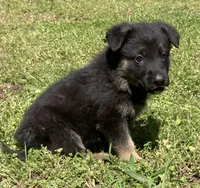 Xena, a female German Shepherd Dog for sale in Marshall, AR – Photo 2 of 8