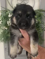 Athena, a female German Shepherd Dog for sale in Marshall, AR – Photo 4 of 6