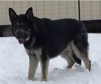 Athena, a female German Shepherd Dog for sale in Marshall, AR – Photo 5 of 6