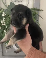 Athena, a female German Shepherd Dog for sale in Marshall, AR – Photo 2 of 6