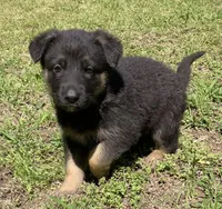 Xena, a female German Shepherd Dog for sale in Marshall, AR – Photo 3 of 8
