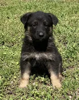 Xena, a female German Shepherd Dog for sale in Marshall, AR – Photo 5 of 8