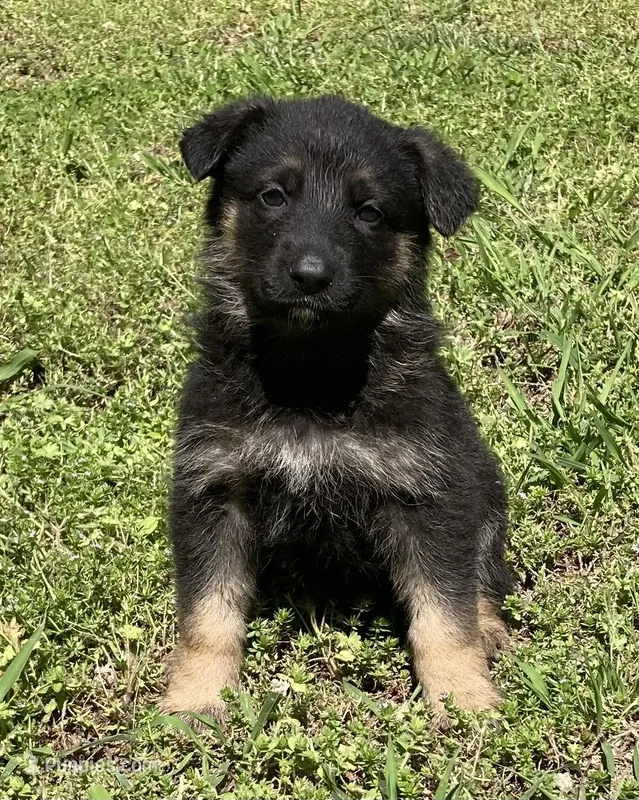 Xena – German Shepherd Dog puppy for sale in Marshall, AR