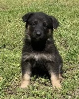 Xena, a female German Shepherd Dog for sale in Marshall, AR – Photo 1 of 8