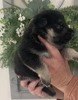 Zara, a female German Shepherd Dog for sale in Marshall, AR – Photo 4 of 7