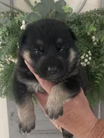 Zara, a female German Shepherd Dog for sale in Marshall, AR – Photo 5 of 7