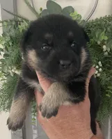 Zara, a female German Shepherd Dog for sale in Marshall, AR – Photo 3 of 7