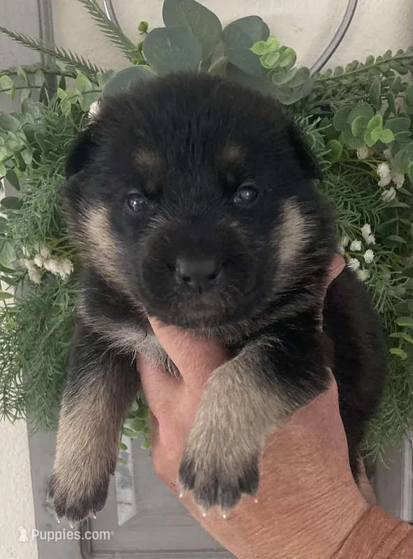 Zara – German Shepherd Dog puppy for sale in Marshall, AR