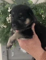 Zara, a female German Shepherd Dog for sale in Marshall, AR – Photo 2 of 7