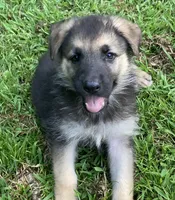 Daisy, a female German Shepherd Dog for sale in Marshall, AR – 2 of 5