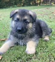 Benson, a male German Shepherd Dog for sale in Marshall, AR – 4 of 4