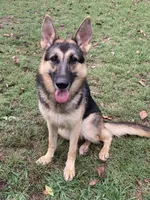 Westin, a male German Shepherd Dog for sale in Marshall, AR – 10 of 10