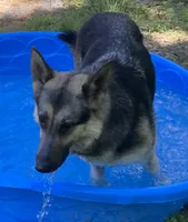 Nova, a female German Shepherd Dog for sale in Marshall, AR – 6 of 6