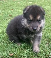 Westin, a male German Shepherd Dog for sale in Marshall, AR – 6 of 10