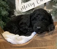 Maggie, a female Sheepadoodle for sale in Marshall, AR – Photo 3 of 6