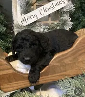 Maggie, a female Sheepadoodle for sale in Marshall, AR – Photo 2 of 6