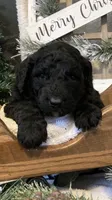 Maggie, a female Sheepadoodle for sale in Marshall, AR – Photo 1 of 6