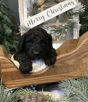 Maggie, a female Sheepadoodle for sale in Marshall, AR – Photo 5 of 6