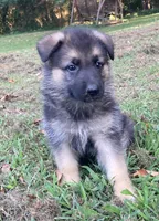 Benson, a male German Shepherd Dog for sale in Marshall, AR – 3 of 4