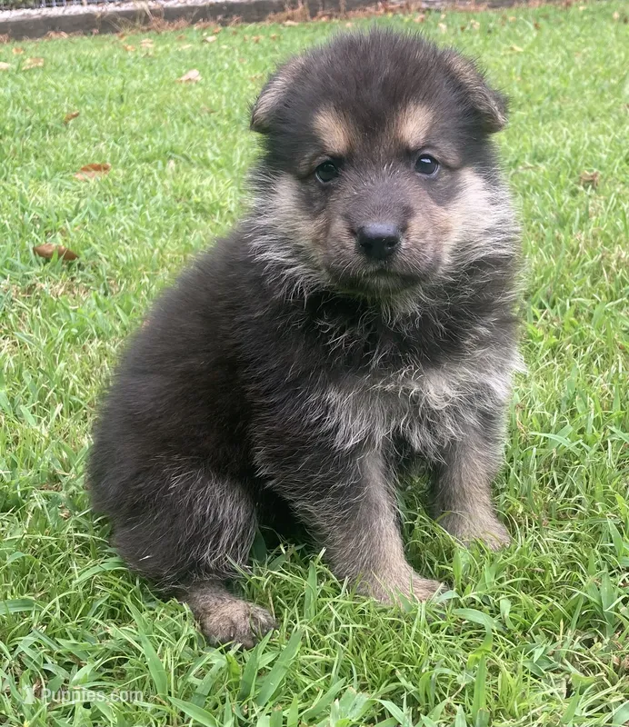 Westin – German Shepherd Dog puppy for sale in Marshall, AR