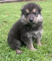 Westin, a male German Shepherd Dog for sale in Marshall, AR – 1 of 10