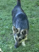 Greta, a female German Shepherd Dog for sale in Marshall, AR – 4 of 5