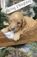 Callie, a female Sheepadoodle for sale in Marshall, AR – Photo 3 of 10