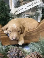 Callie, a female Sheepadoodle for sale in Marshall, AR – Photo 2 of 10