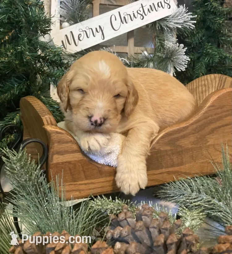 Callie, a female Sheepadoodle for sale in Marshall, AR – Photo 8 of 10