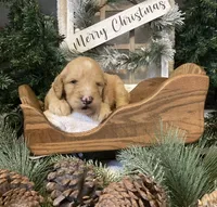 Callie, a female Sheepadoodle for sale in Marshall, AR – Photo 9 of 10