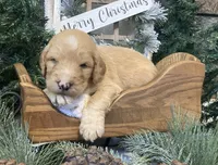 Callie, a female Sheepadoodle for sale in Marshall, AR – Photo 10 of 10