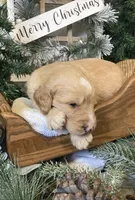 Callie, a female Sheepadoodle for sale in Marshall, AR – Photo 4 of 10