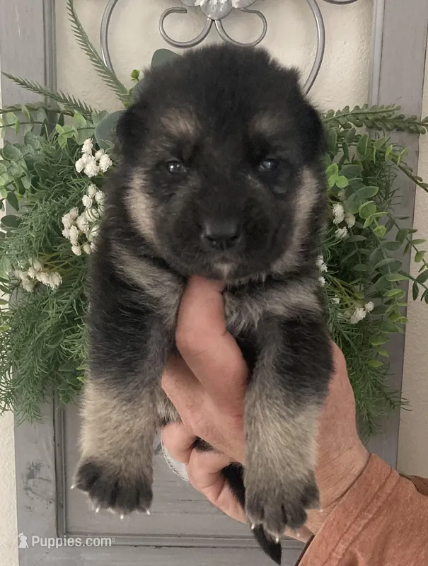 Sargent – German Shepherd Dog puppy for sale in Marshall, AR