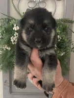 Sargent, a male German Shepherd Dog for sale in Marshall, AR – Photo 1 of 5