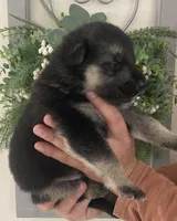 Sargent, a male German Shepherd Dog for sale in Marshall, AR – Photo 3 of 5